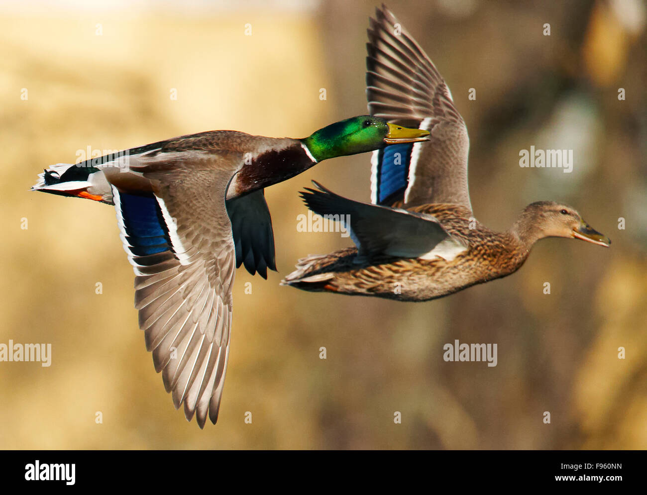 Mallard Duck Male And Female Mallard Duck Male And Female