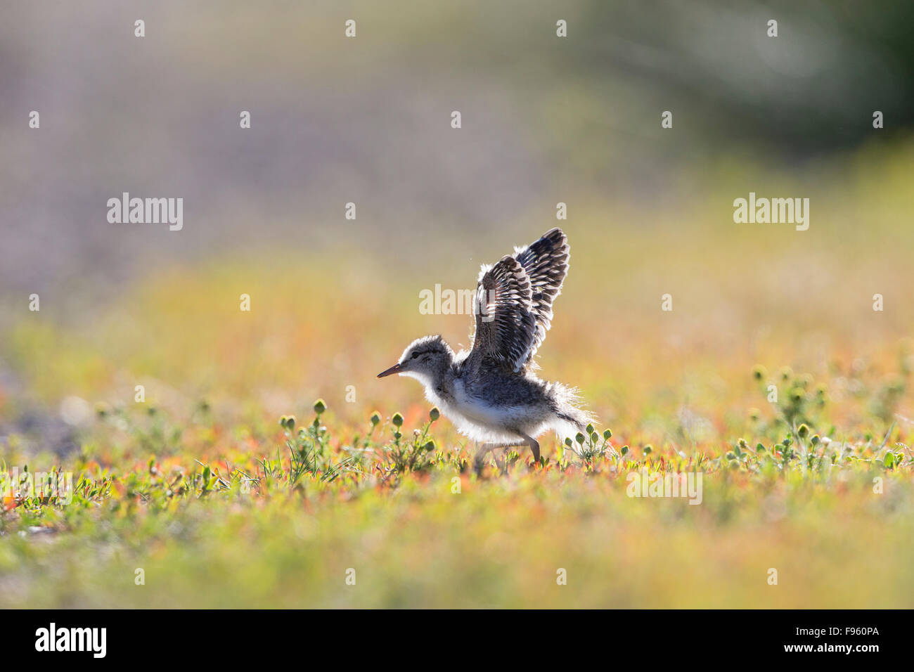 Spotted sandpiper (Actitis macularius), chick, wing stretch, ThompsonNicola region, British Columbia. Stock Photo