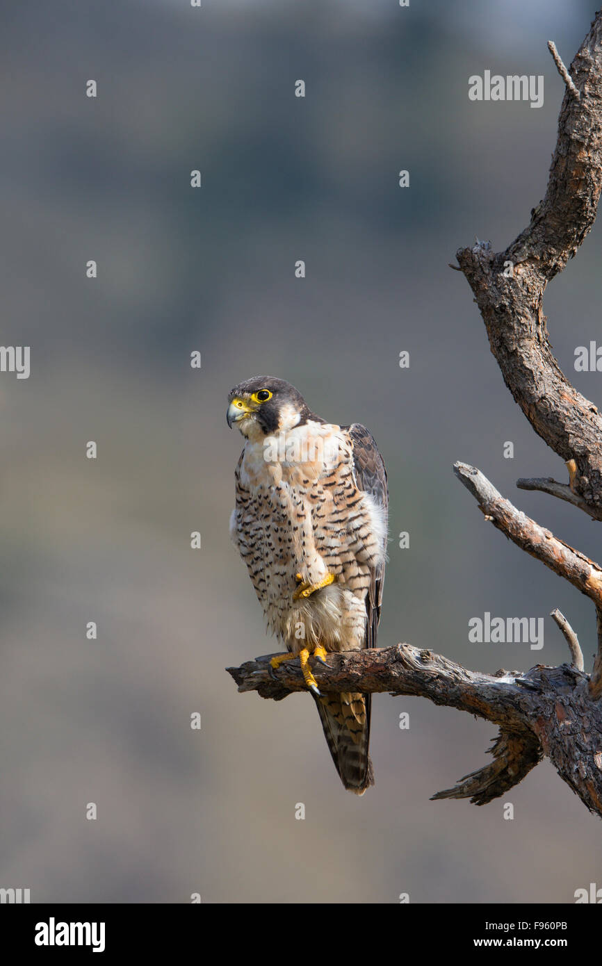 Peregrine falcon (Falco peregrinus), ThompsonNicola region, British Columbia. Stock Photo