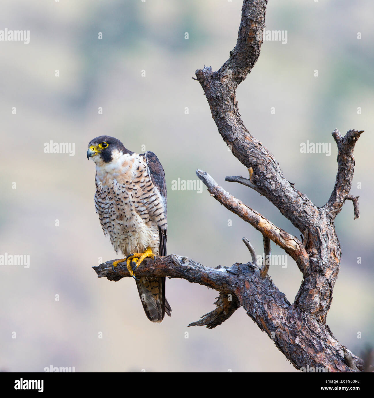 Peregrine falcon (Falco peregrinus), ThompsonNicola region, British Columbia. Stock Photo