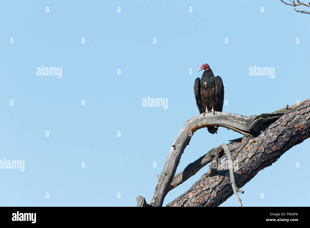 Turkey vulture (Cathartes aura), ThompsonNicola region, British Columbia, Canada Stock Photo