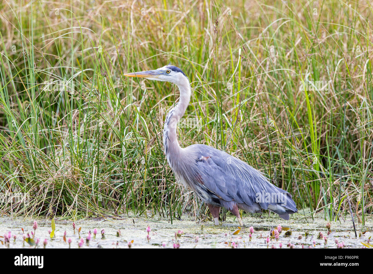 Great blue heron (Ardea herodias), ThompsonNicola region, British Columbia. Stock Photo