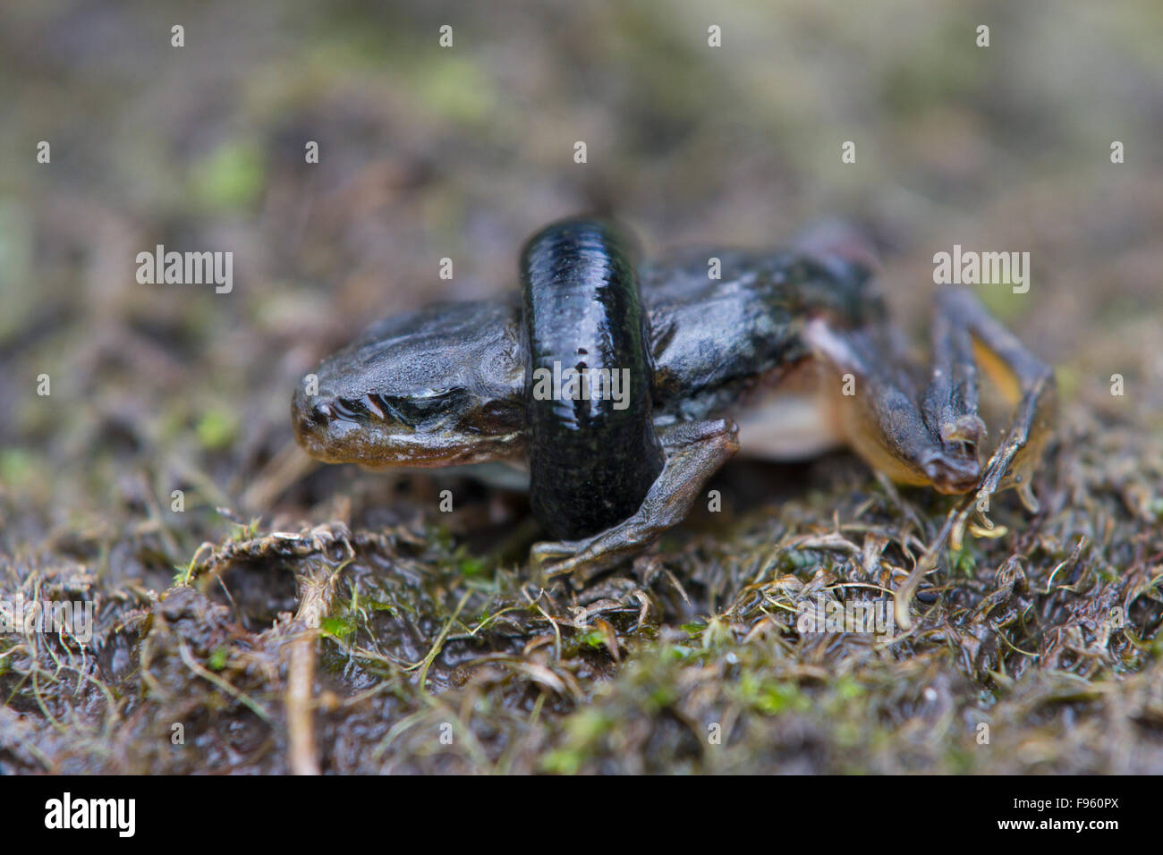 Leech (SubCl. Hirudinea) eating frog (O. Anura), ThompsonNicola region, British Columbia. Stock Photo