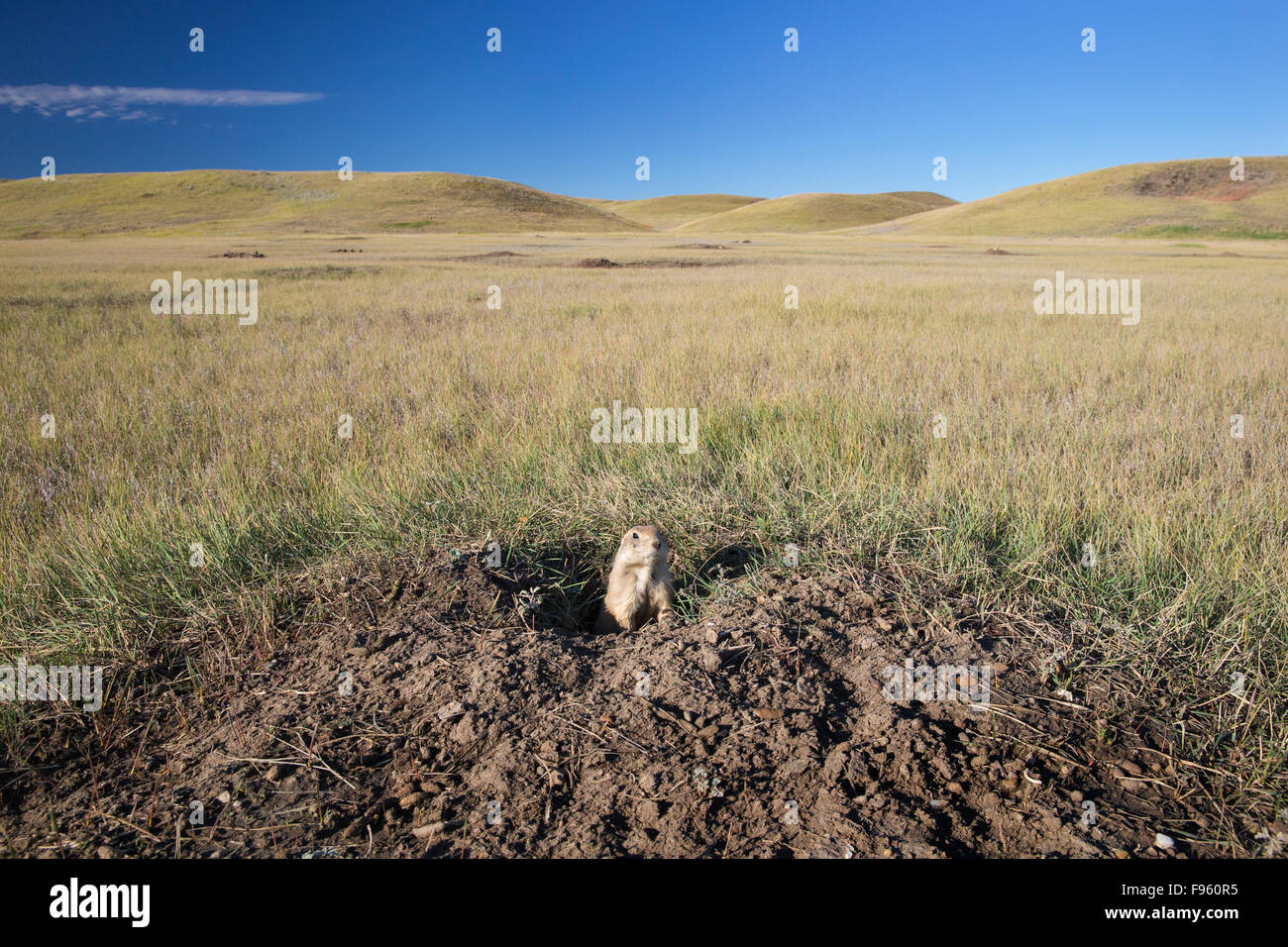 Blacktailed prairie dog (Cynomys ludovicianus), in burrow, Grasslands National Park, Saskatchewan. Stock Photo