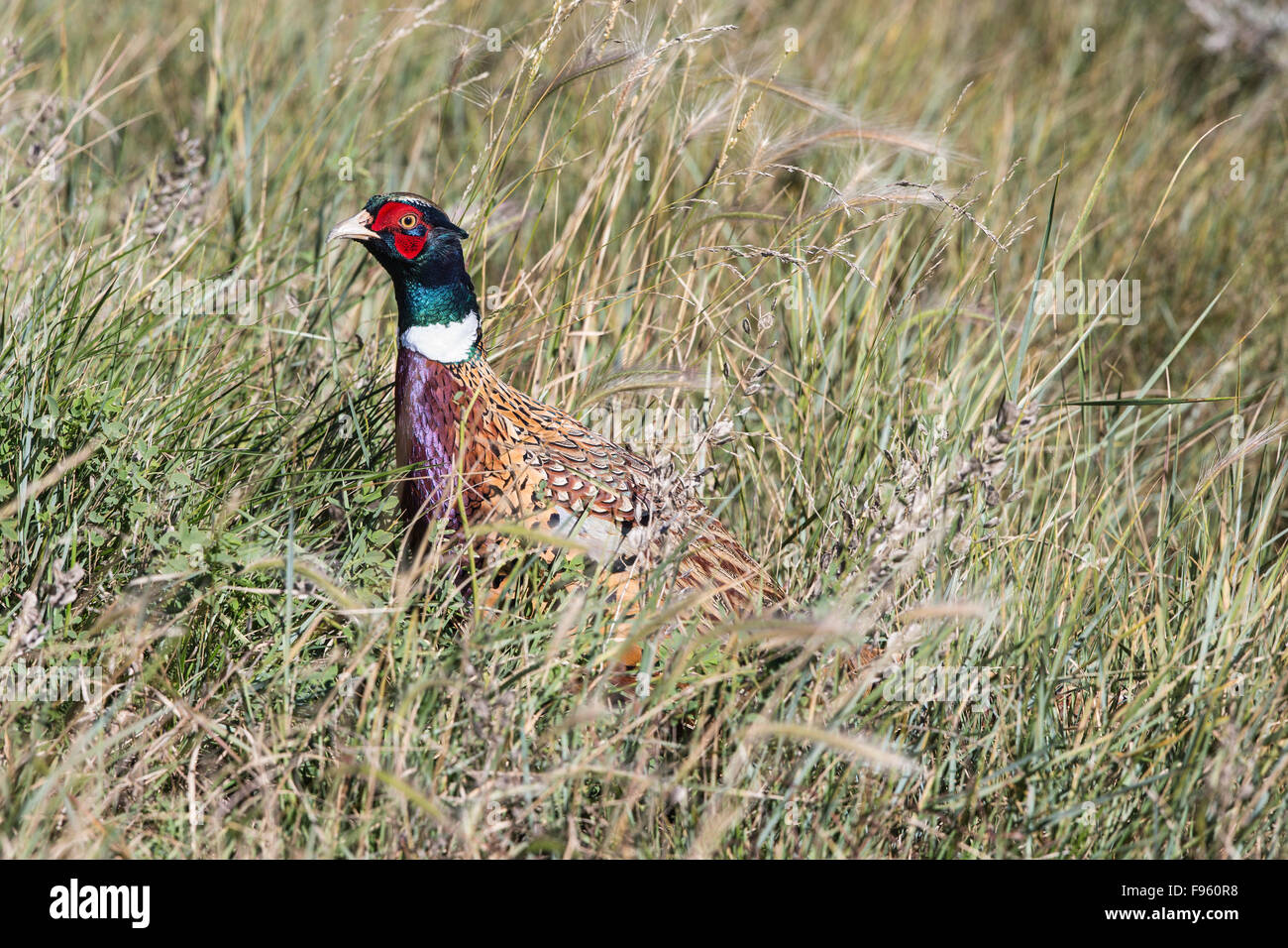 Ringnecked pheasant (Phasianus colchicus), male, Grasslands National Park, Saskatchewan. Stock Photo