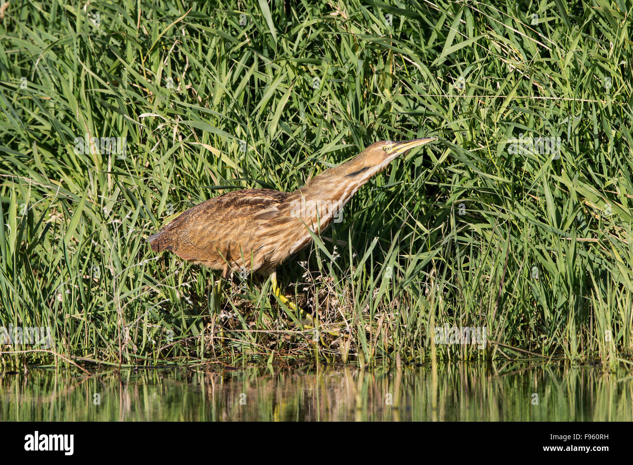 American Bittern Botaurus Lentiginosus Near Grasslands National Park Saskatchewan Stock Photo Alamy American Bittern Botaurus Lentiginosus Near Grasslands National Park Saskatchewan Stock Photo Alamy