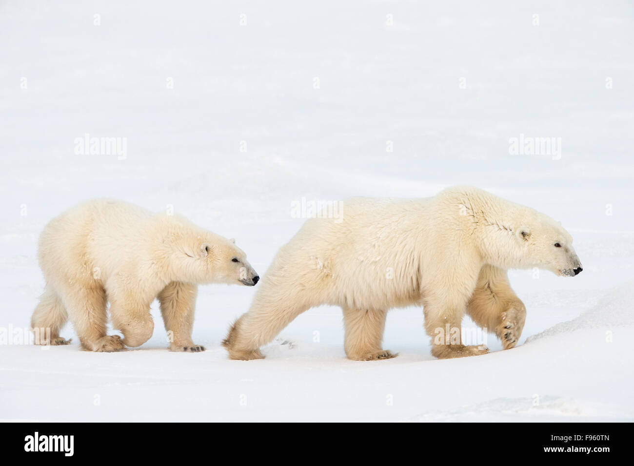 Polar bear (Ursus maritimus), female and twoyear old cub walking on snow, Cape Churchill, Wapusk National Park, Manitoba. Stock Photo