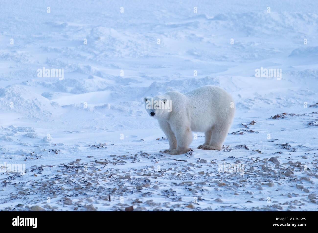 Polar bear (Ursus maritimus), Cape Churchill, Wapusk National Park, Manitoba. Stock Photo