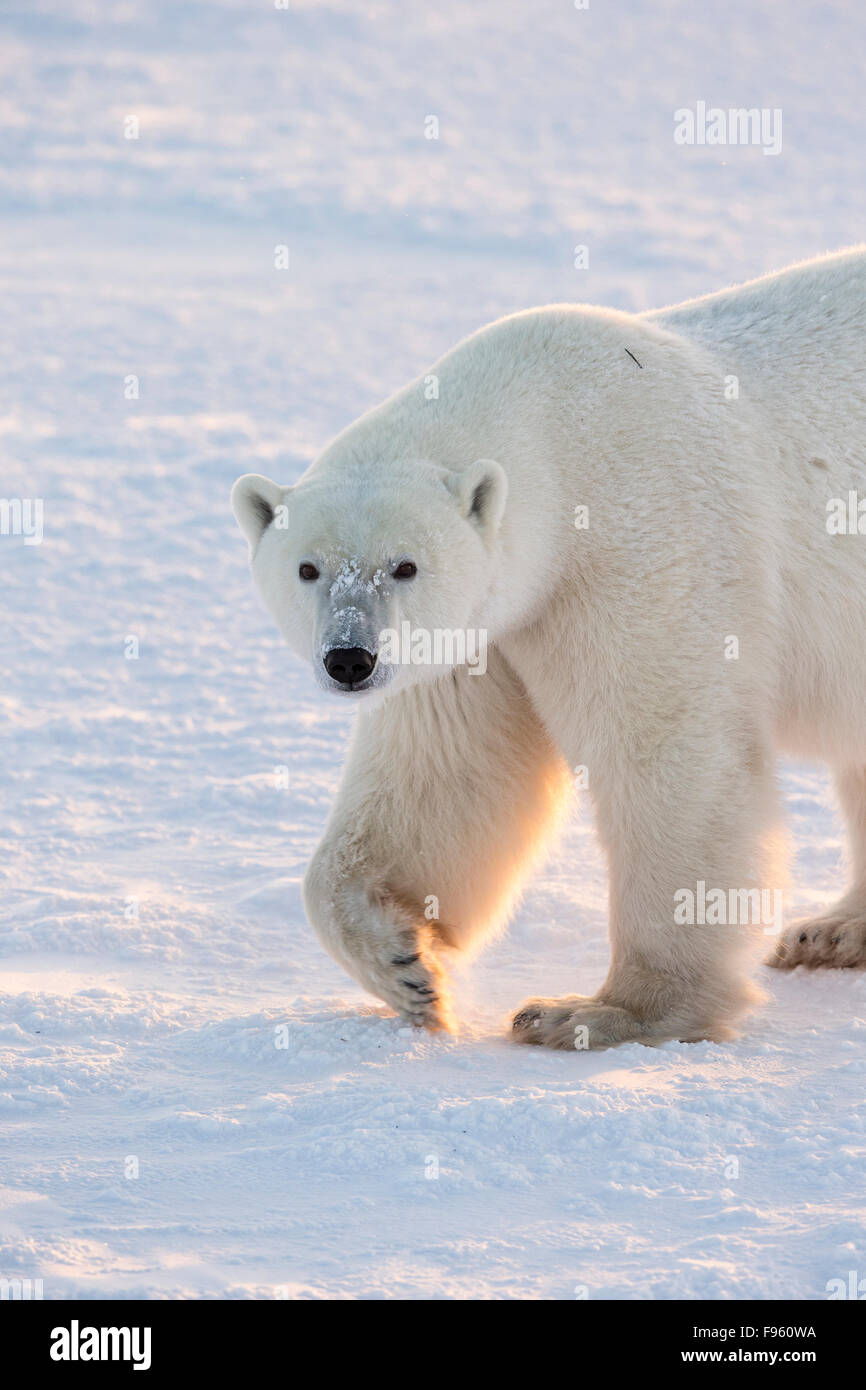 Polar bear (Ursus maritimus), walking, Cape Churchill, Wapusk National
