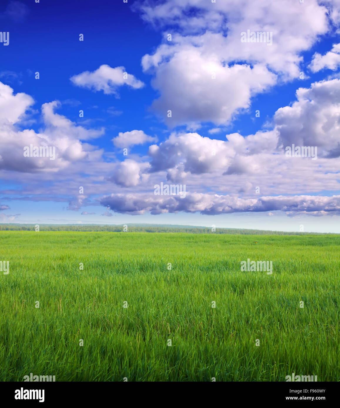Summer landscape with green meadow under cloudy sky Stock Photo - Alamy