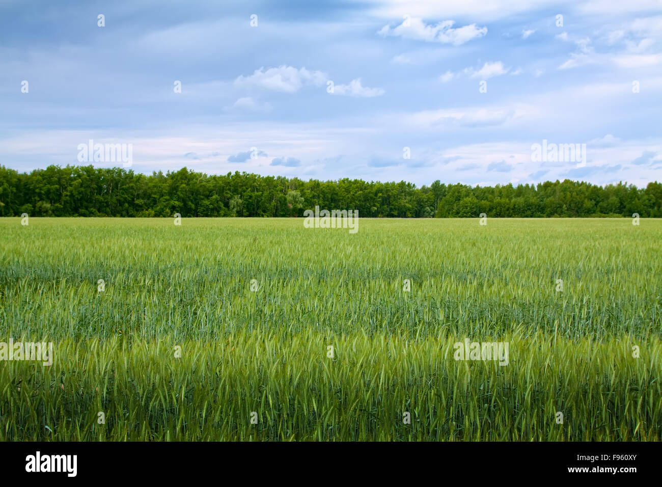 Summer landscape with green field under cloudy sky Stock Photo - Alamy