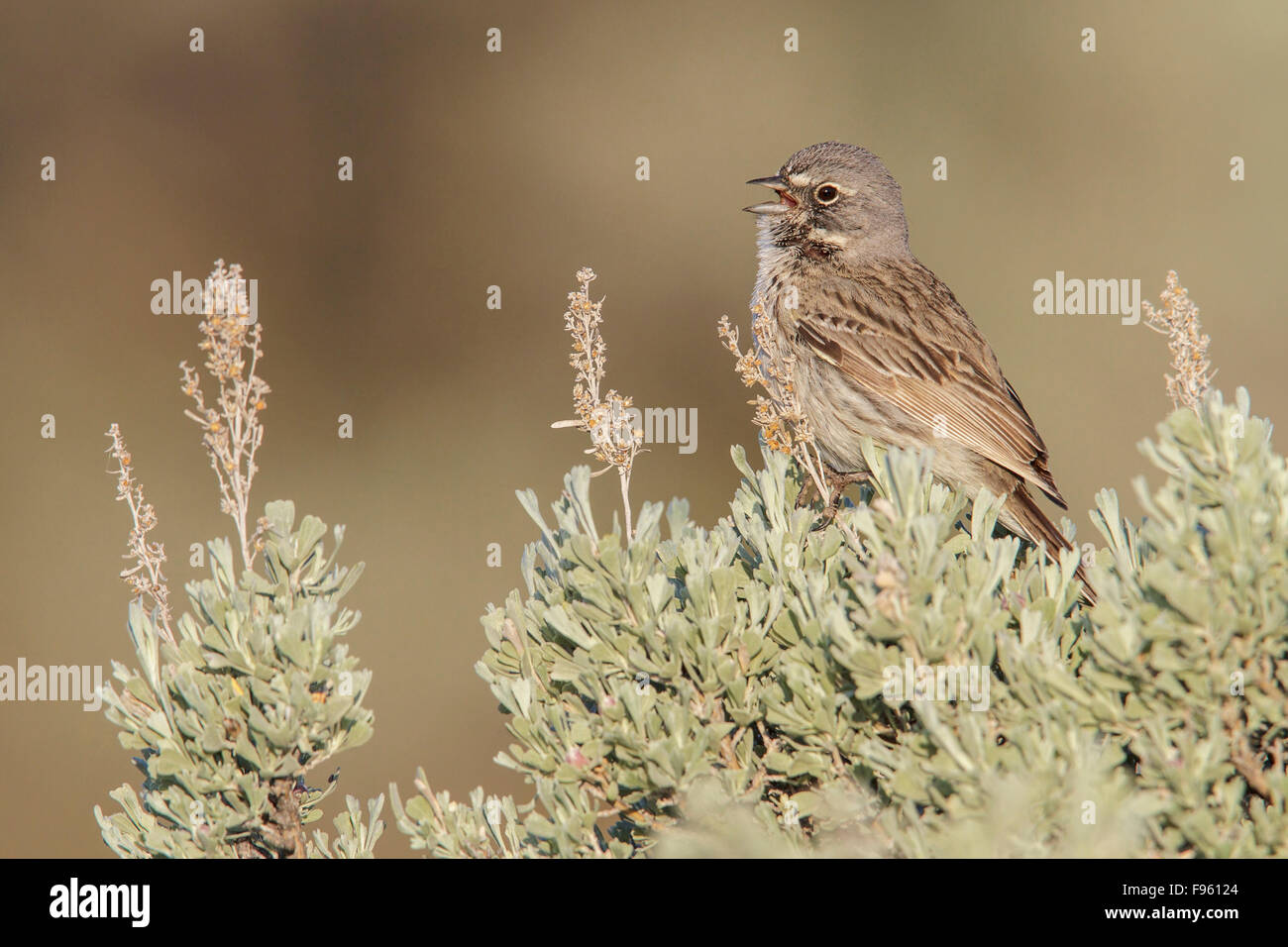 Sagebrush Sparrow (Artemisiospiza nevadensis) perched on a branch in central Washington State, USA. Stock Photo