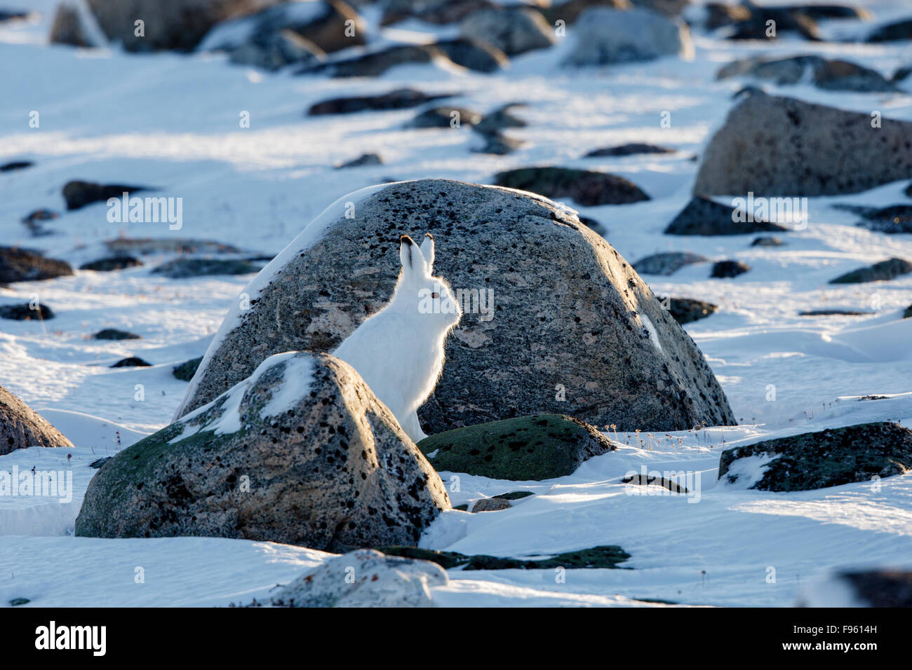 Arctic hare (Lepus arcticus), in winter pelage, Cape Churchill, Wapusk National Park, Manitoba. Stock Photo