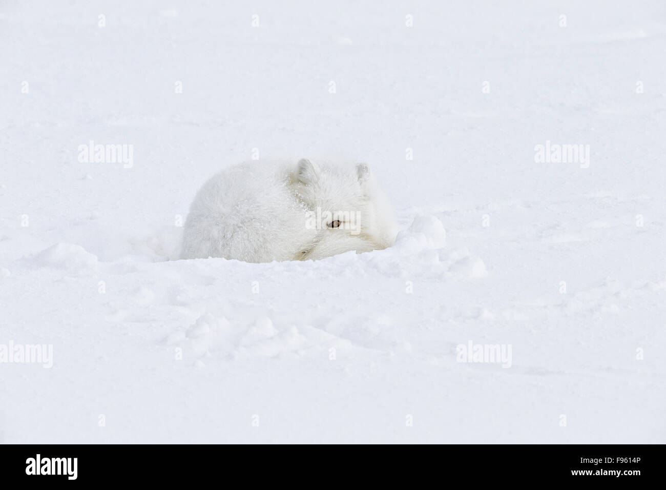 Arctic fox (Alopex lagopus), resting, with tail wrapped around as a blanket against wind and cold, Cape Churchill, Wapusk Stock Photo