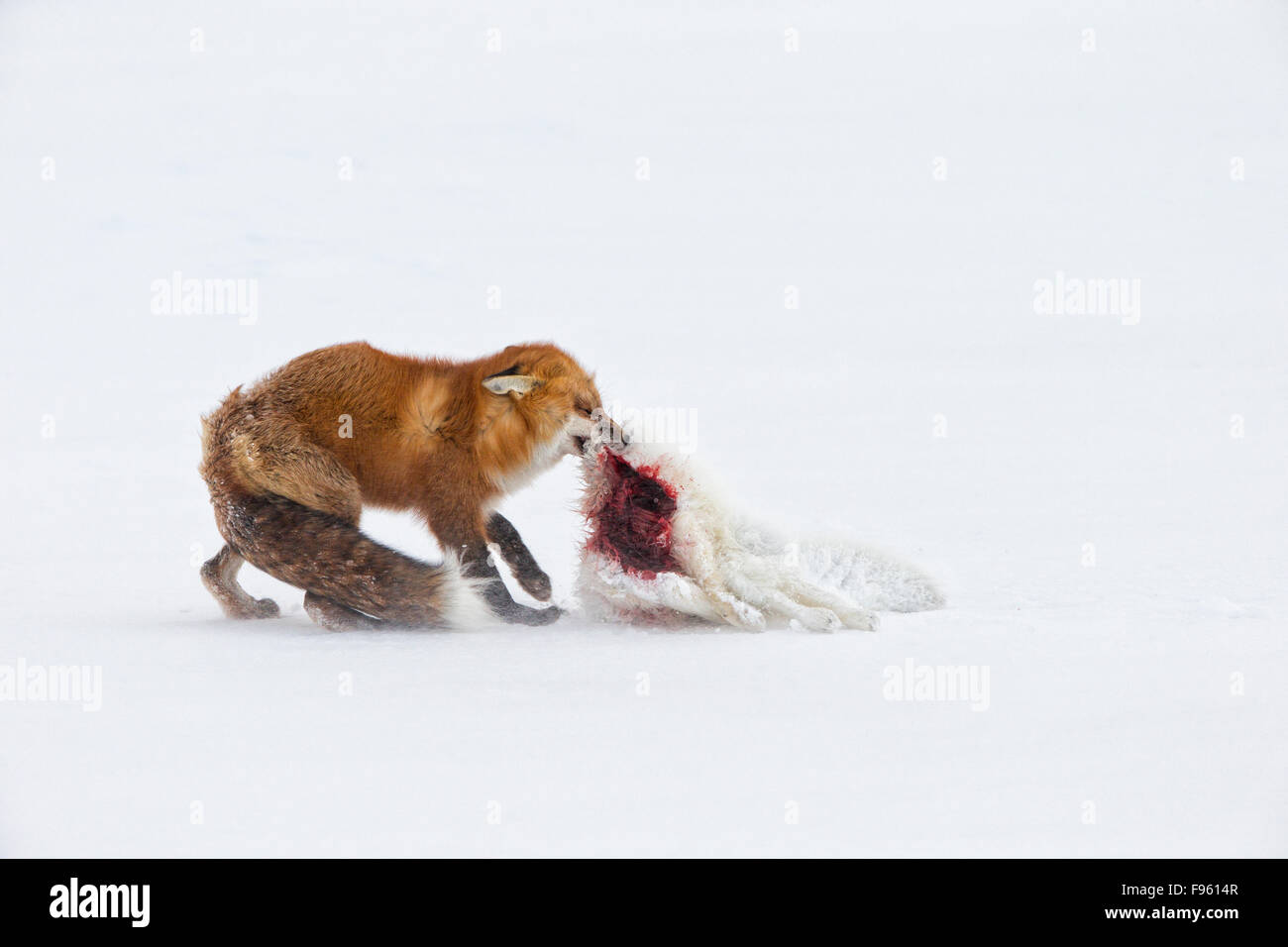 Red fox (Vulpes vulpes) eating an Arctic fox (Alopex lagopus) it killed, in blowing snow, Cape Churchill, Wapusk National Park, Stock Photo