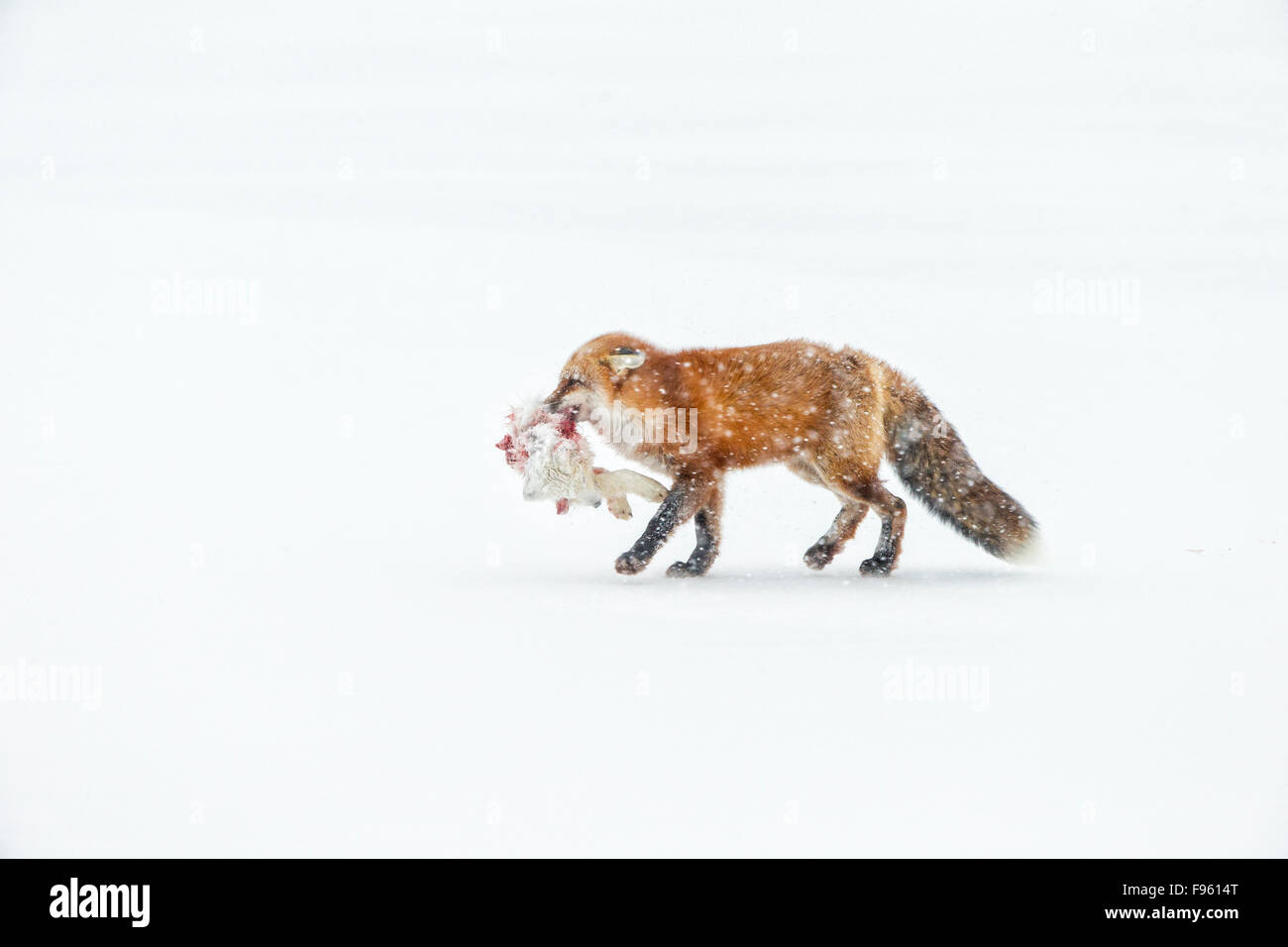 Red fox (Vulpes vulpes) lifting and carrying the head and front portion of the body of an Arctic fox (Alopex lagopus) it Stock Photo