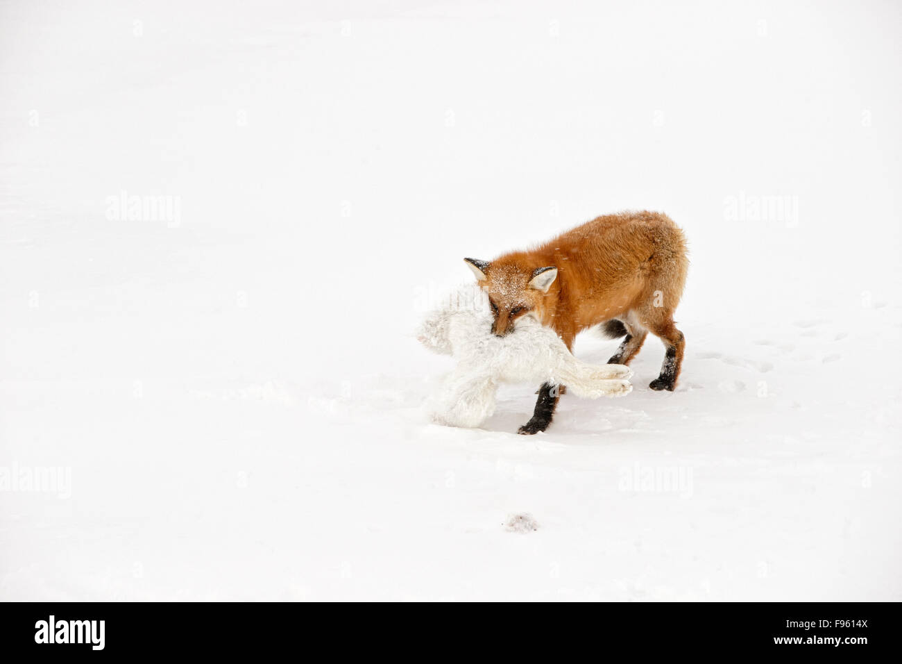 Red fox (Vulpes vulpes) lifting and carrying an Arctic fox (Alopex lagopus) it killed and was eating, Cape Churchill, Wapusk Stock Photo