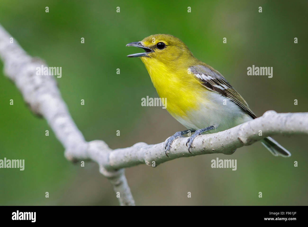 Yellowthroated Vireo (Vireo flavifrons) perched on a branch in southern Ontario, Canada. Stock Photo