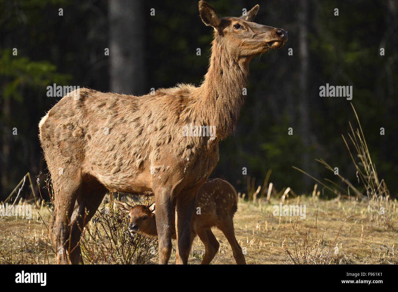 A mother elk  'Cervus elaphus ' with a new baby in an open area in western Alberta Canada Stock Photo