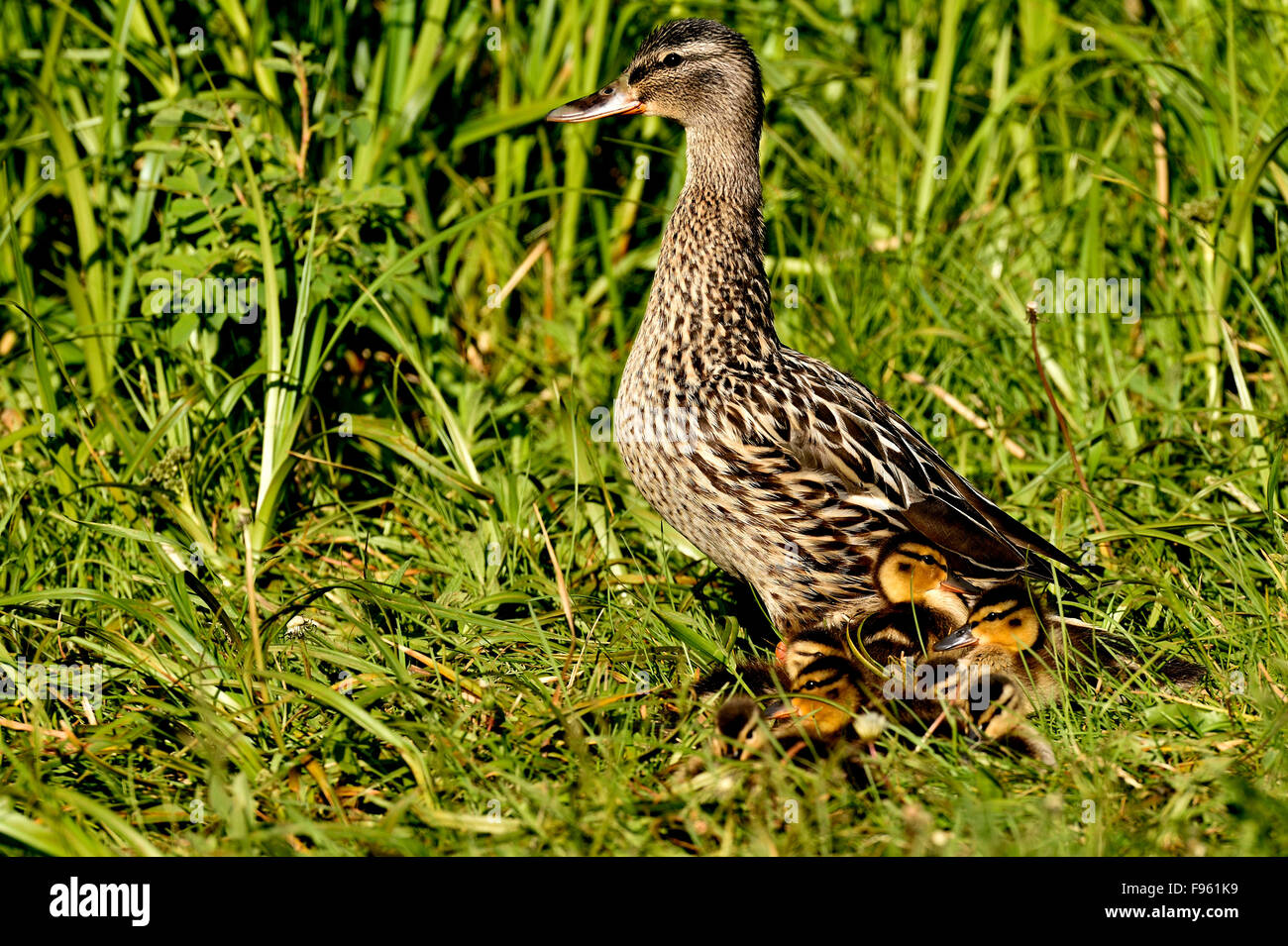 A female Mallard Duck, Anas platyrhynchos, with a brood of new ducklings in the tall green grass Stock Photo