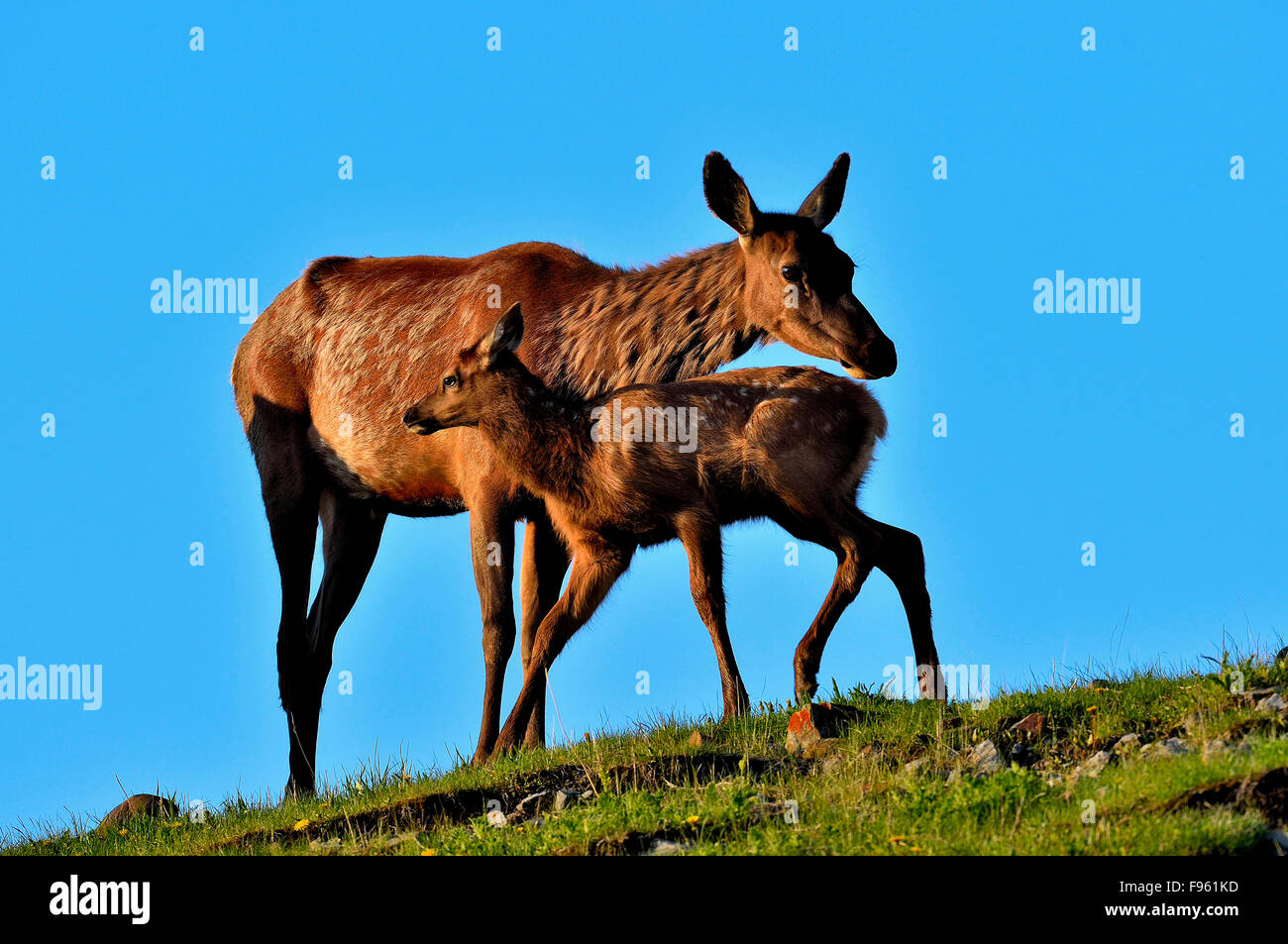 A mother elk, Cervus elaphus, and her newborn calf against a blue sky in evening light Stock Photo