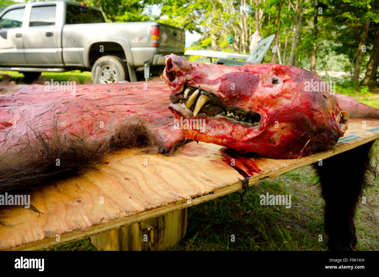 A horrific image of a black bear (Ursus americanus) carcass after being skinned by a hunter in British Columbia Stock Photo