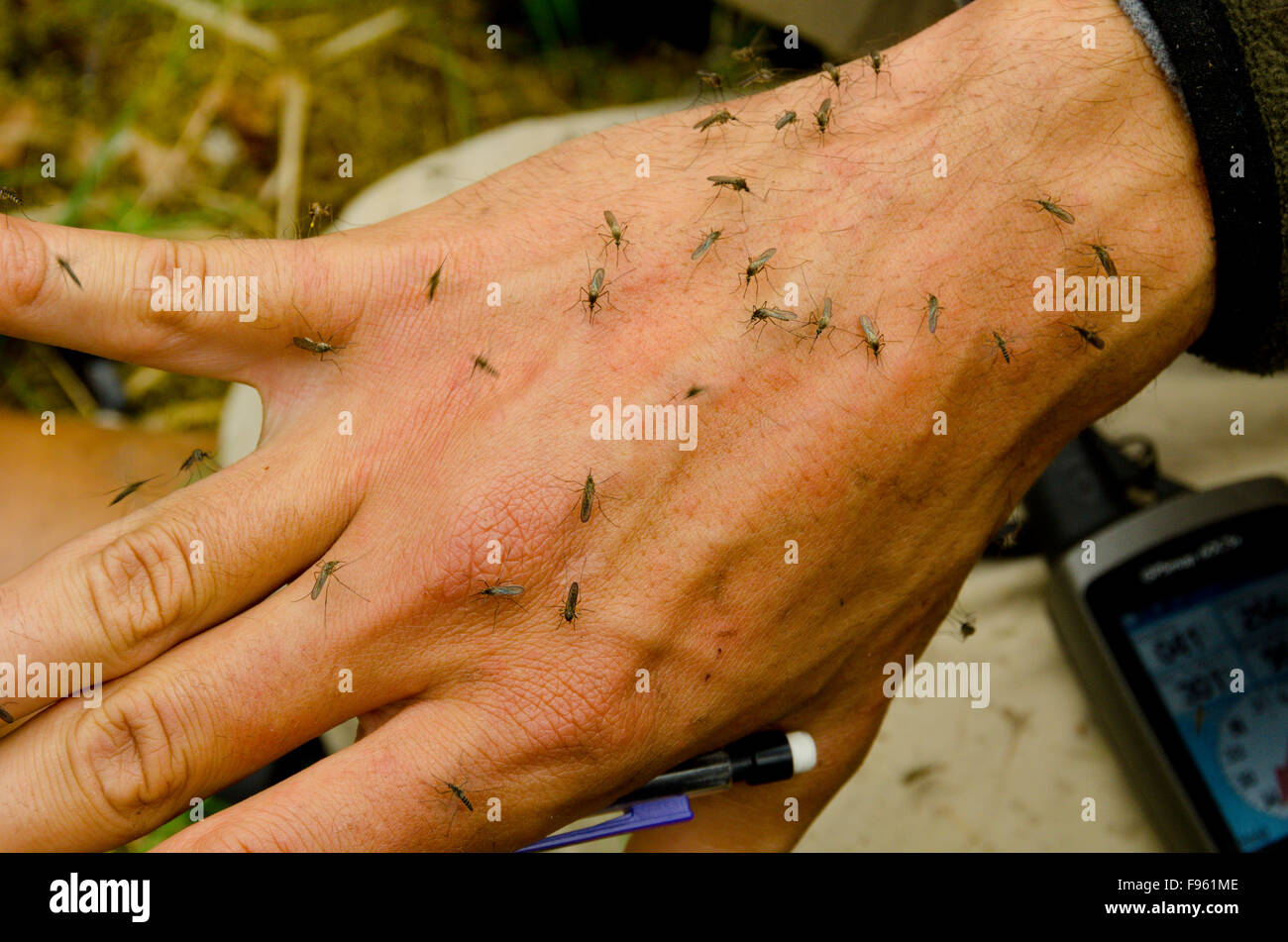 A biologist makes notes while being attacked by hordes of mosquitos on his hand, northern British Columbia Stock Photo