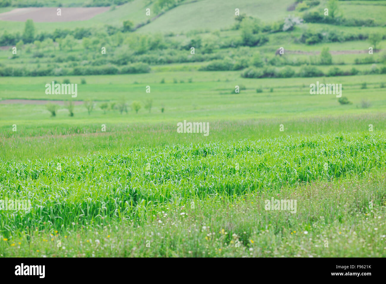 green grass closeup outdoor in nature background Stock Photo - Alamy