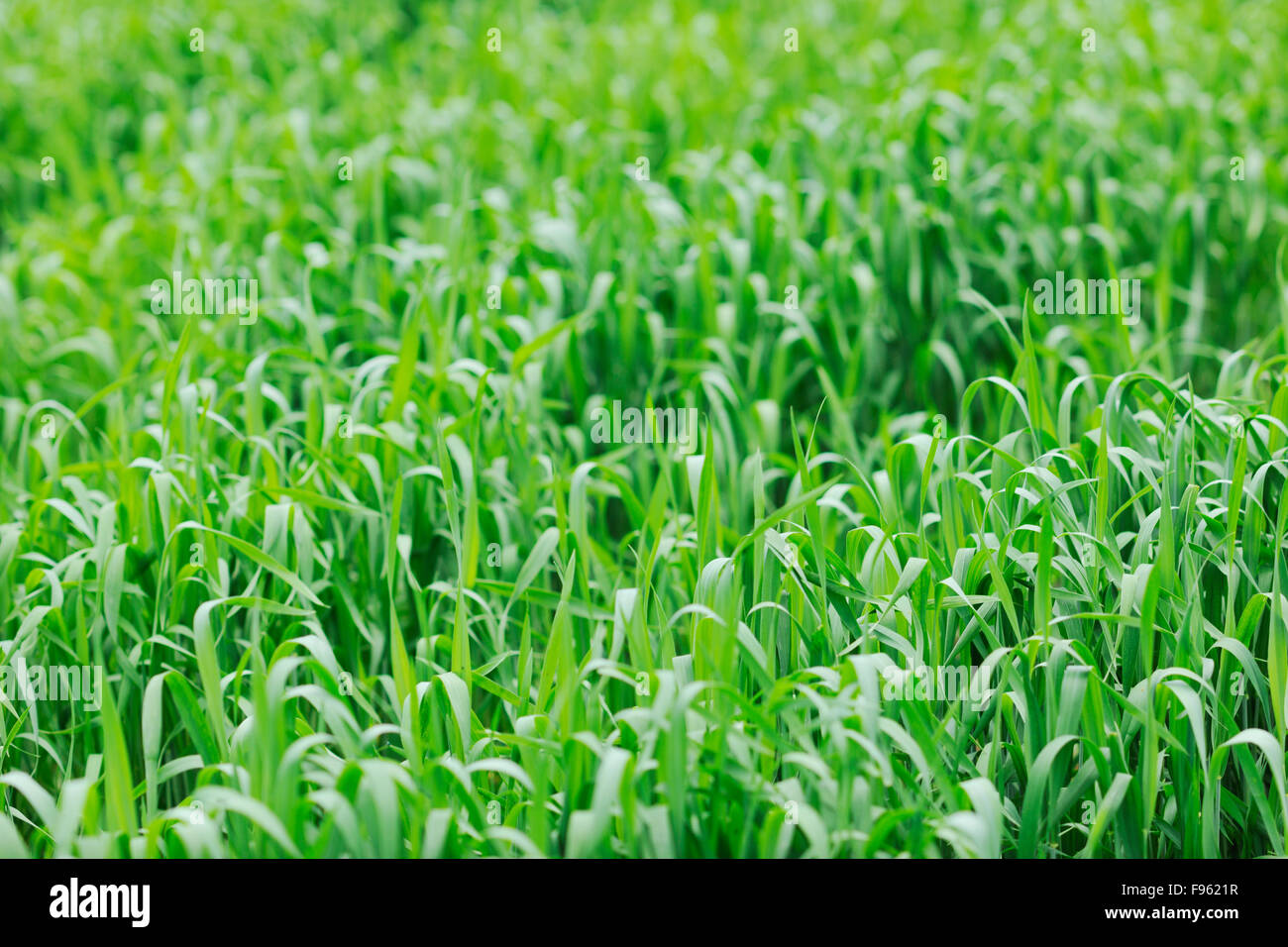 green grass closeup outdoor in nature background Stock Photo - Alamy
