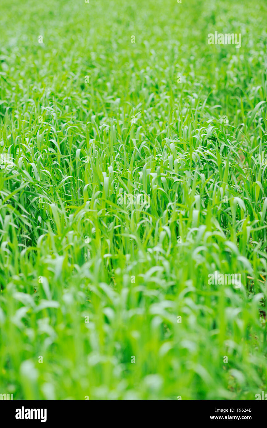 green grass closeup outdoor in nature background Stock Photo - Alamy