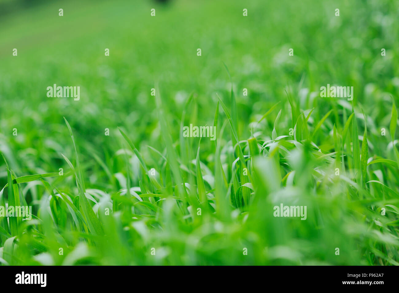 green grass closeup outdoor in nature background Stock Photo - Alamy