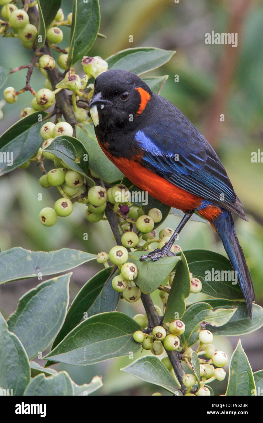 Scarletbellied MountainTanager (Anisognathus igniventris) feeding on