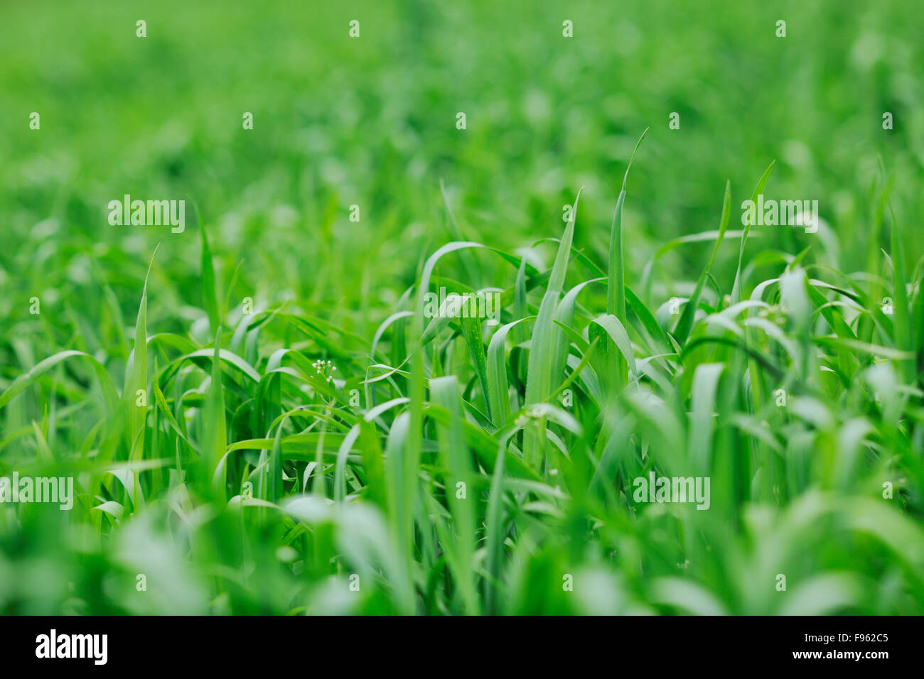 green grass closeup outdoor in nature background Stock Photo - Alamy