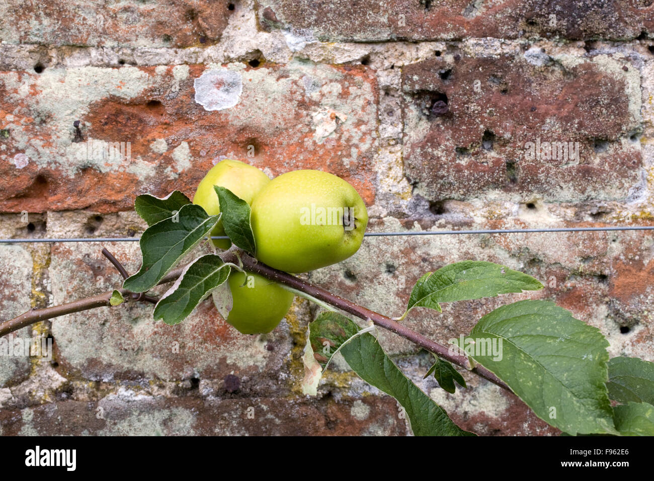 Malus domestica. Apple Warner's King trained against a wall. Stock Photo