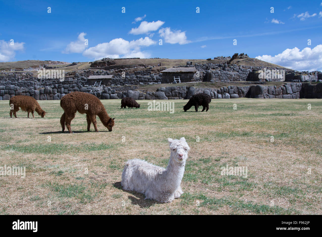 Peru llamas colour hi-res stock photography and images - Alamy