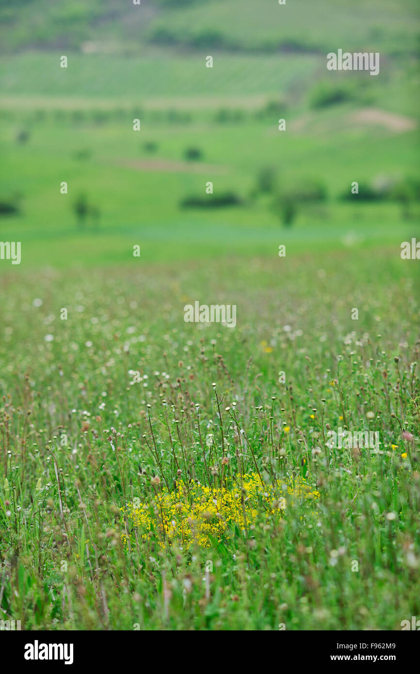 green grass closeup outdoor in nature background Stock Photo - Alamy