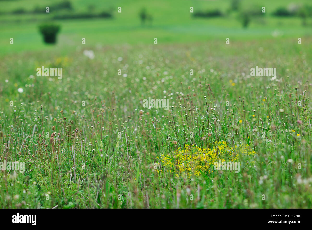 green grass closeup outdoor in nature background Stock Photo - Alamy