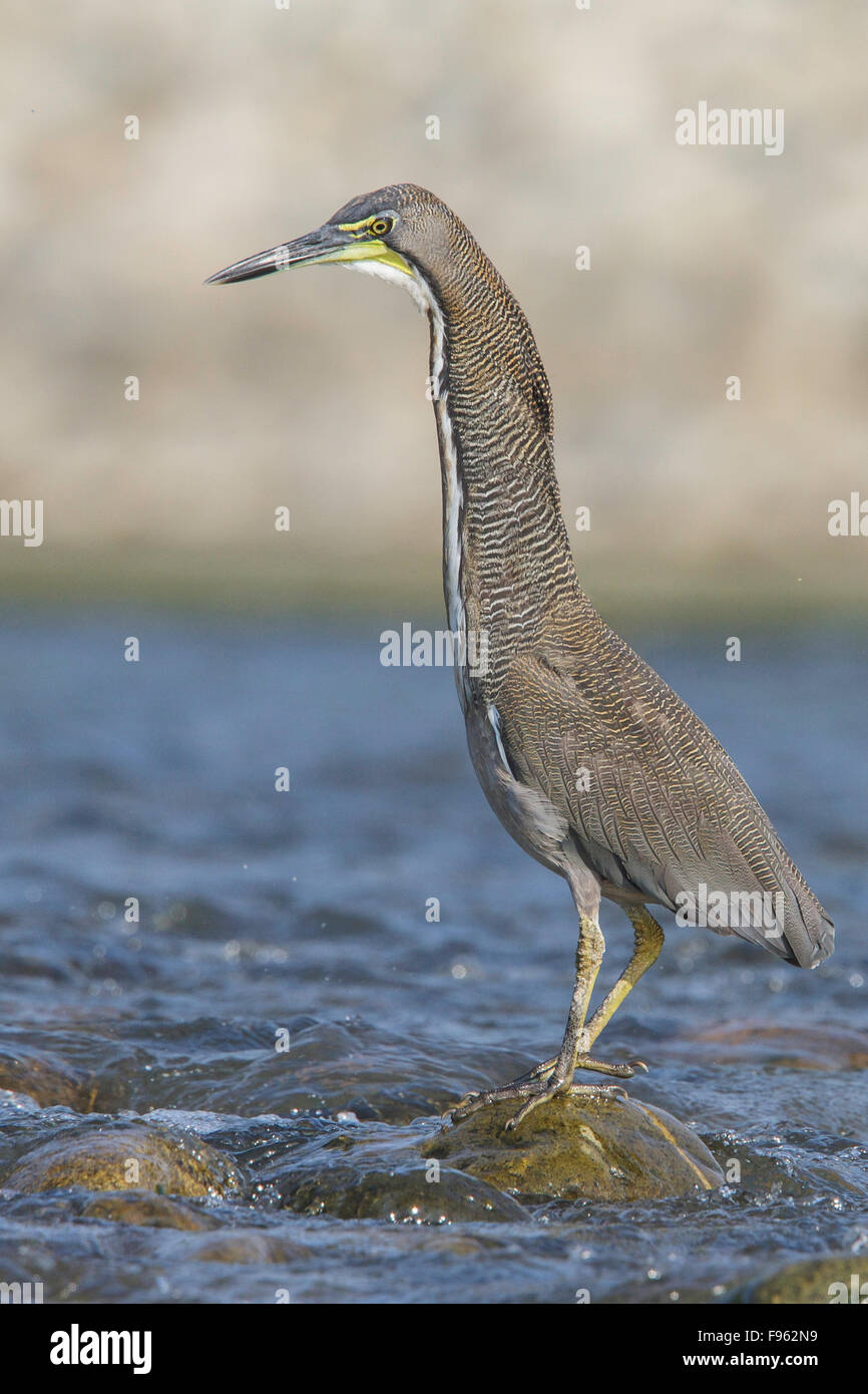 Fasciated Tiger Heron (Tigrisoma fasciatum) along a river in Manu