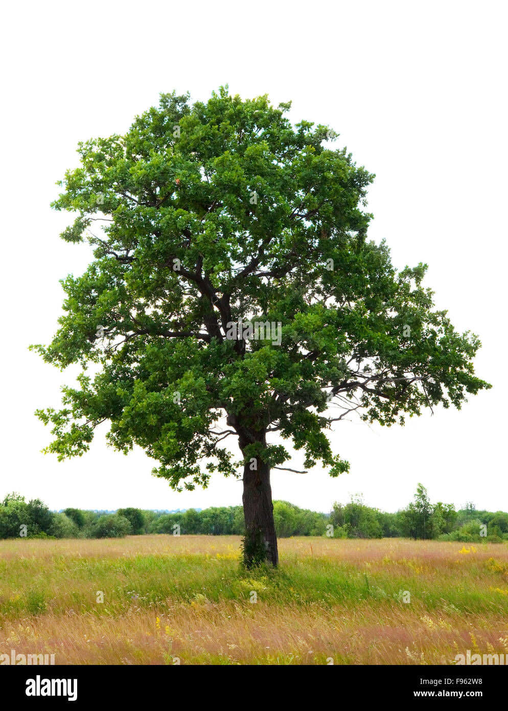 One oak tree on meadow, isolated over white background Stock Photo Alamy