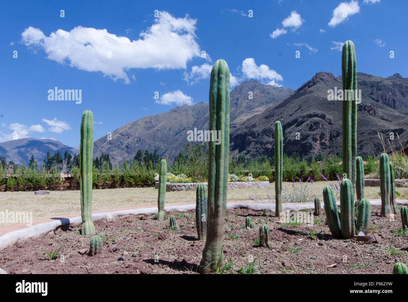 Psychoactive San Pedro Cactus locally named Wachuma, Pisac, Peru Stock Photo