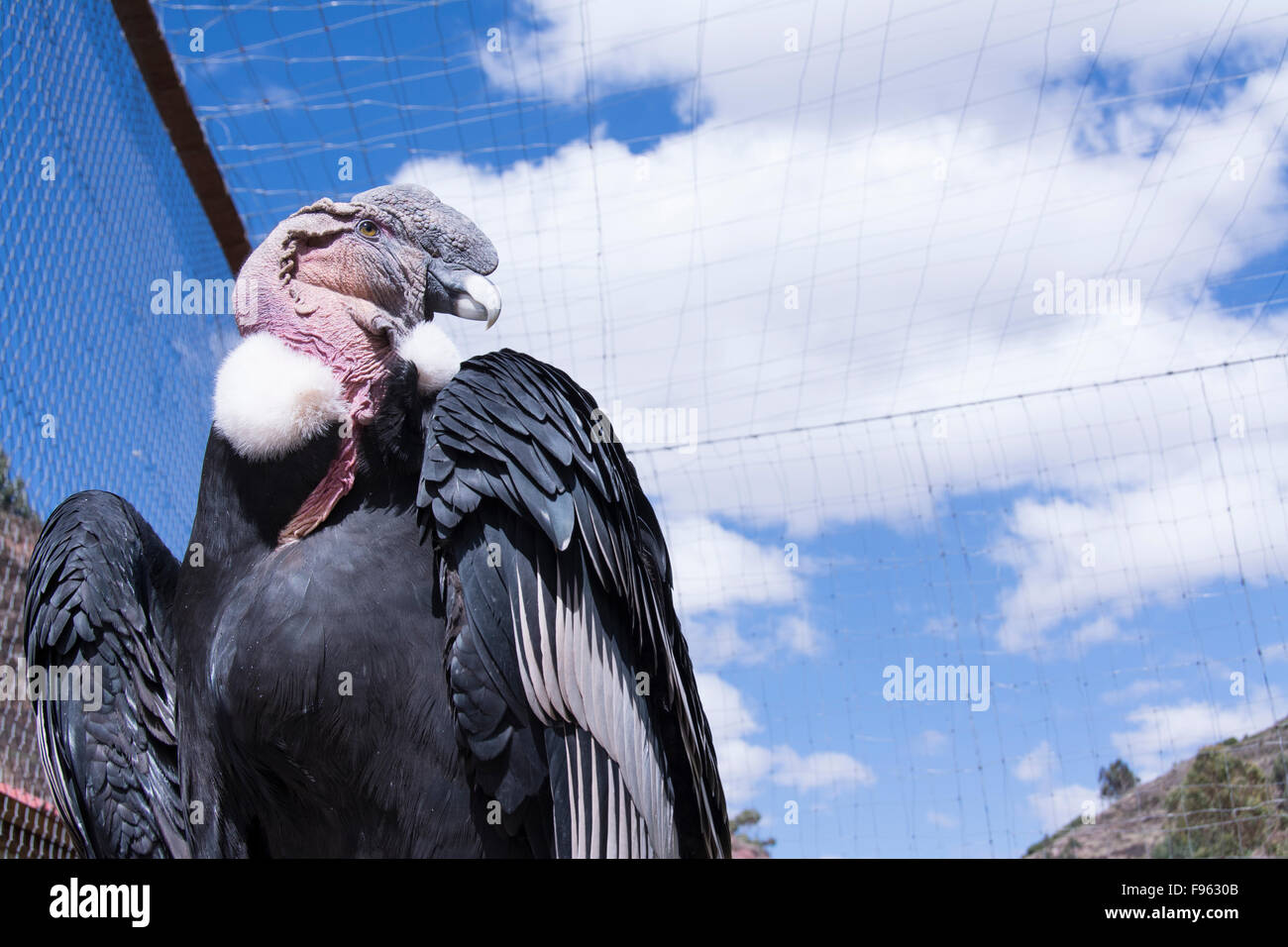 Captive Condor, Pisac, Peru Stock Photo