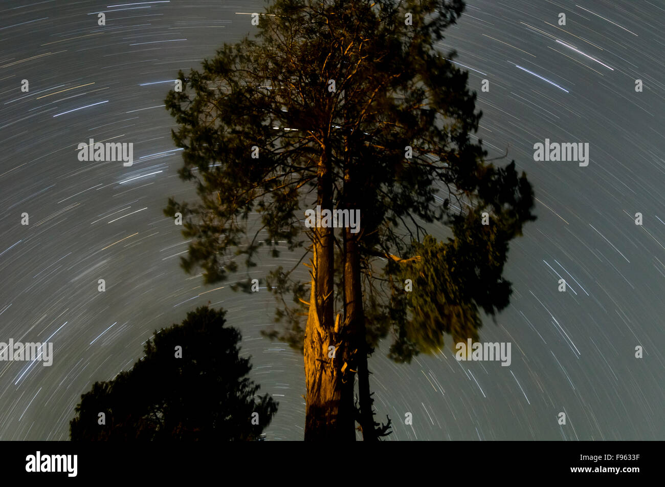 Star trails hover over a Cypress tree during  a long exposure near Paro, Bhutan Stock Photo