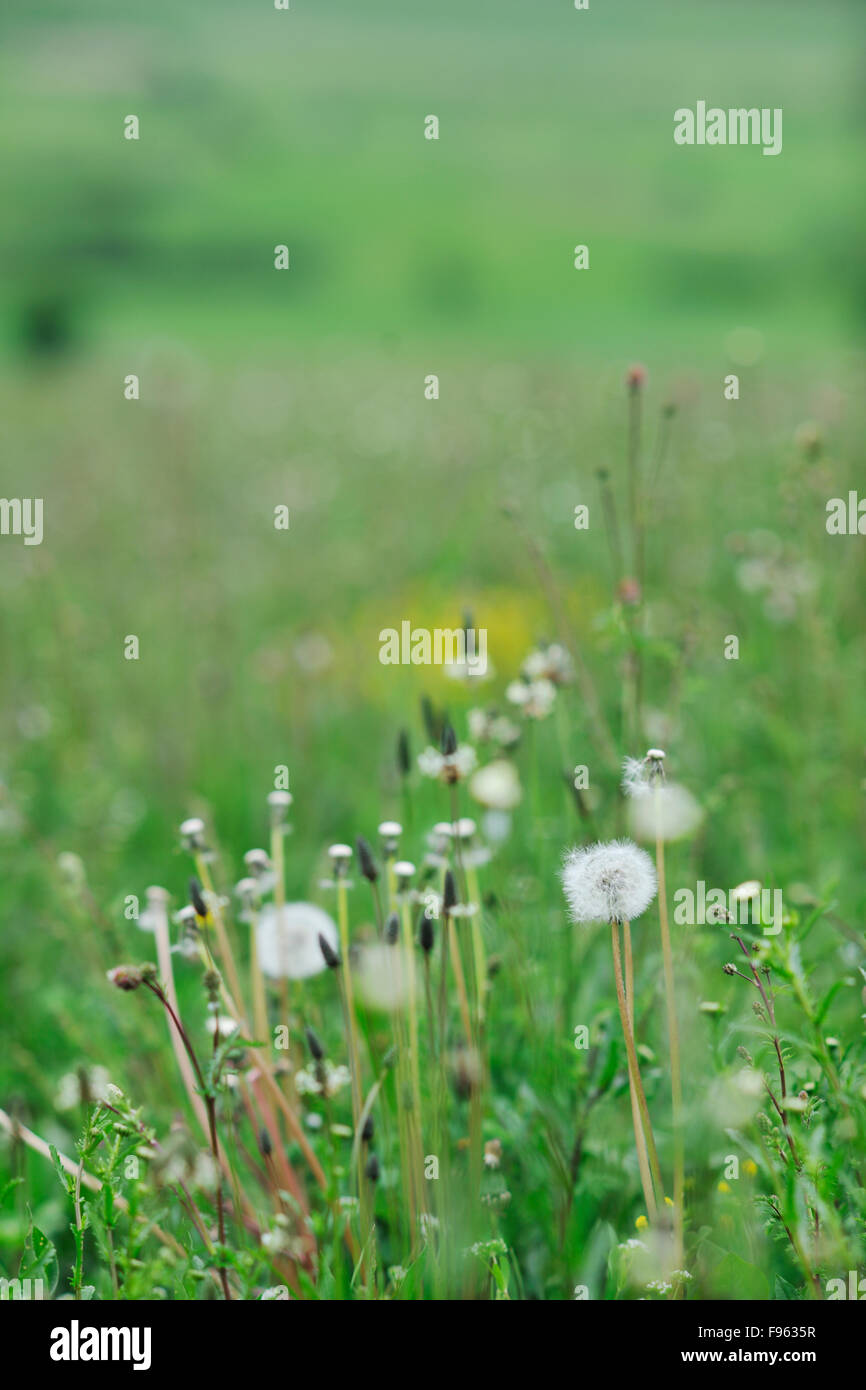 green grass closeup outdoor in nature background Stock Photo - Alamy