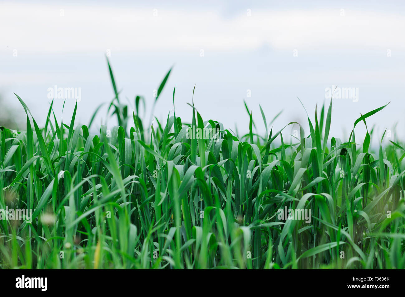 green grass closeup outdoor in nature background Stock Photo - Alamy
