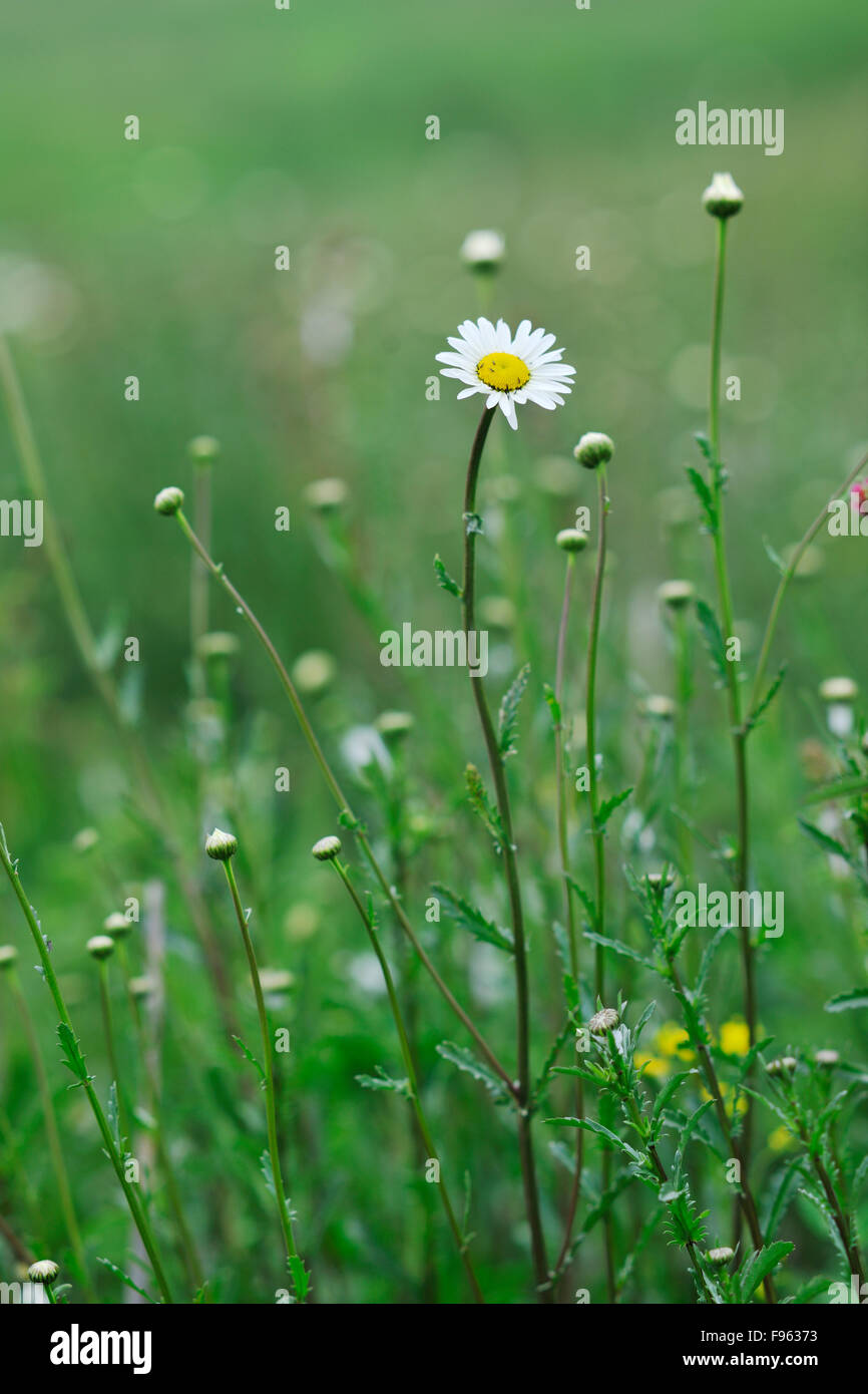 green grass closeup outdoor in nature background Stock Photo - Alamy
