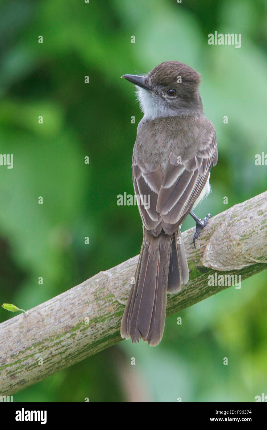 perched on a branch in Manu National Park, Peru. Stock Photo