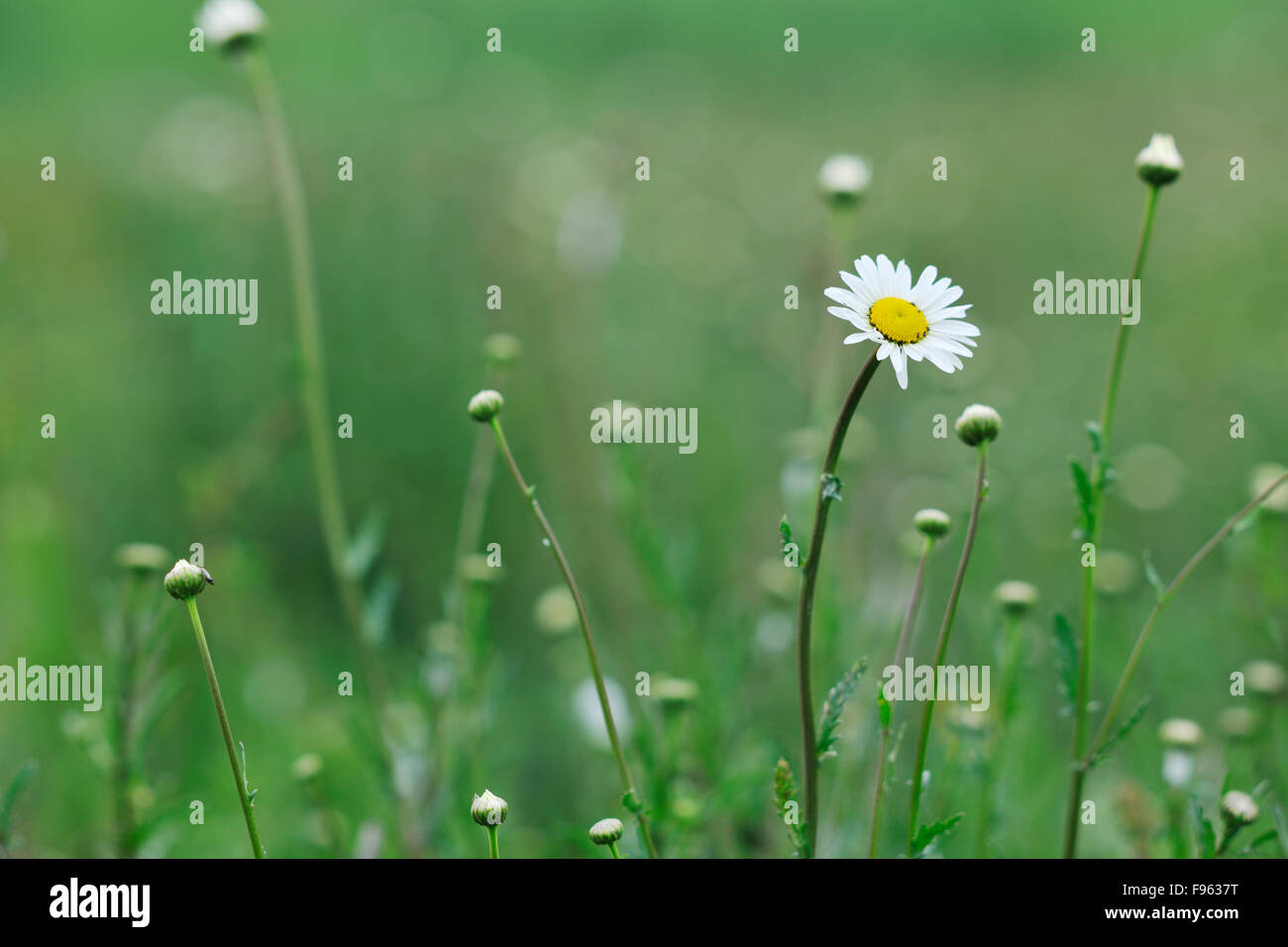 green grass closeup outdoor in nature background Stock Photo - Alamy
