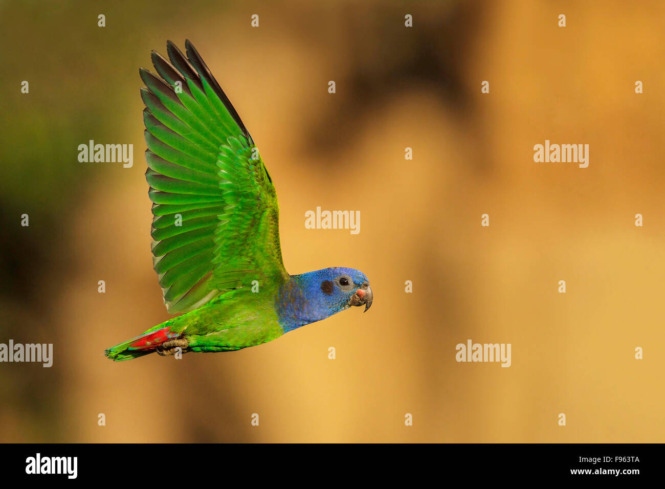 Blueheaded Parrot (Pionus menstruus) flying in Manu National Park, Peru. Stock Photo
