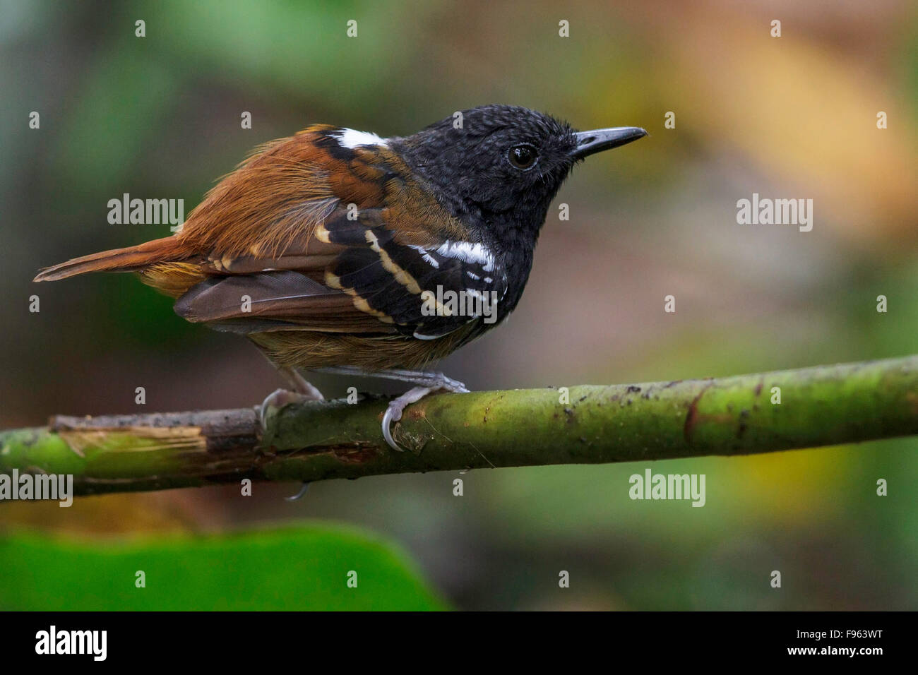 Southern Chestnuttailed Antbird (Myrmeciza hemimelaena) perched on a branch in Manu National Park, Peru. Stock Photo