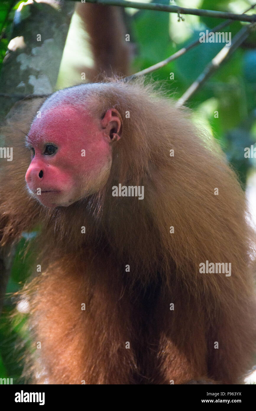 Red faced monkey, Manacamiri, Amazon River, Peru Stock Photo